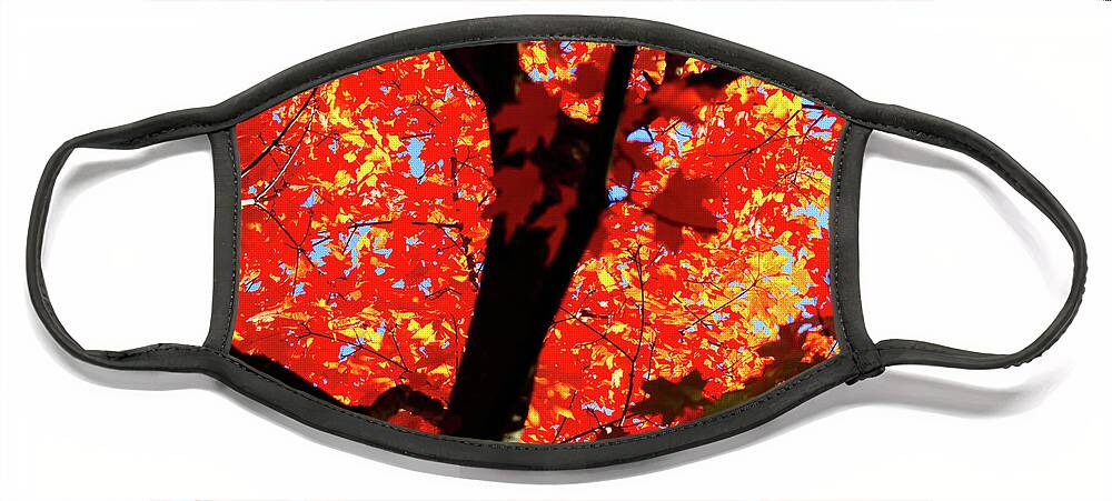 Fall Leaves Face Mask featuring the photograph Colors of Autumn by Christopher Reed