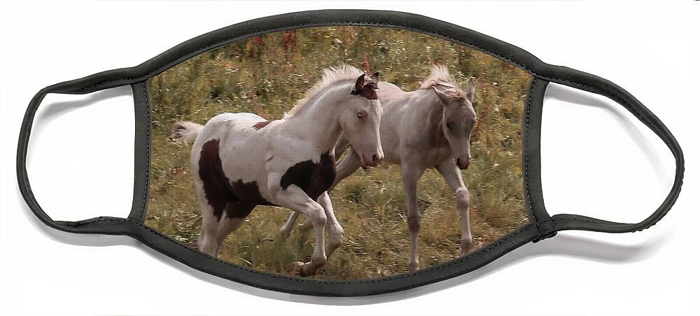 Mustangs Face Mask featuring the photograph Colts At Play by Karen Shackles