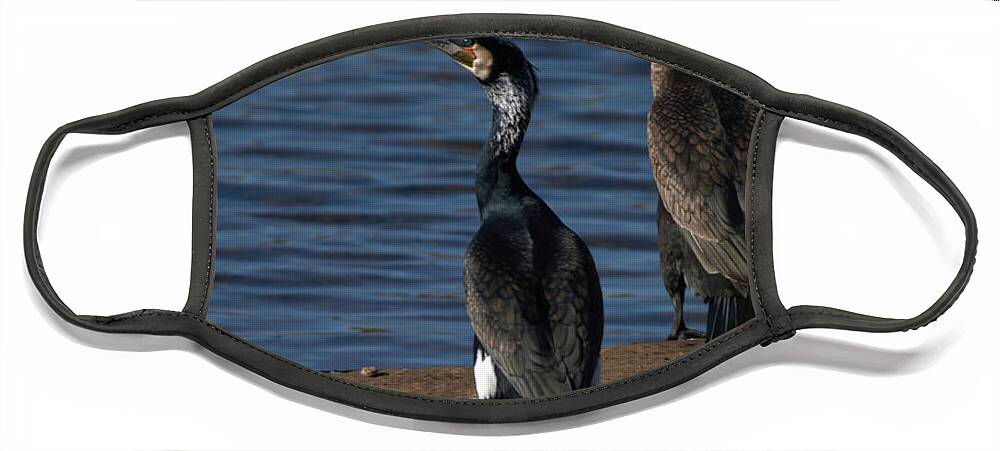 Feathers Face Mask featuring the photograph Cormorants resting by Stephen Melia