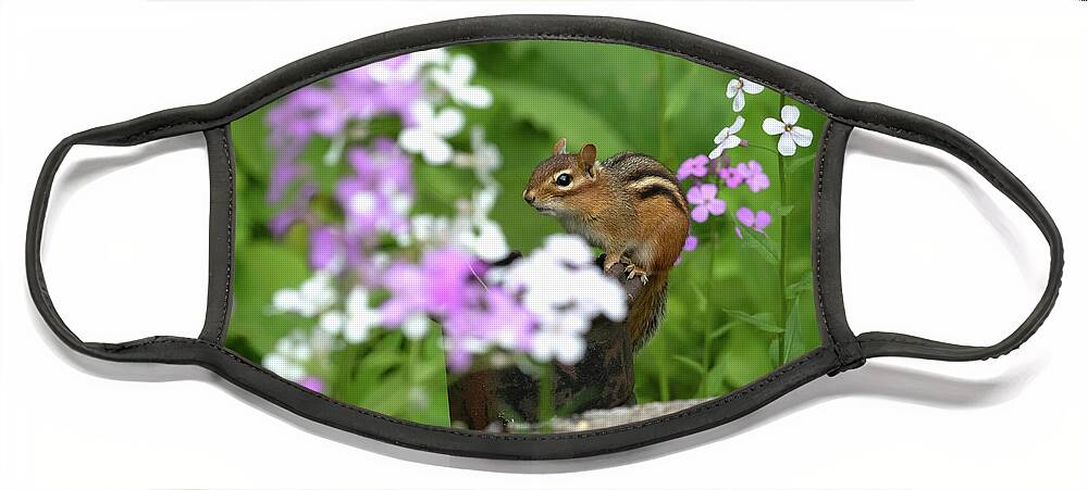 Rhododendron Face Mask featuring the photograph Cornell Botanic Garden Curious Chipmunk by Mindy Musick King