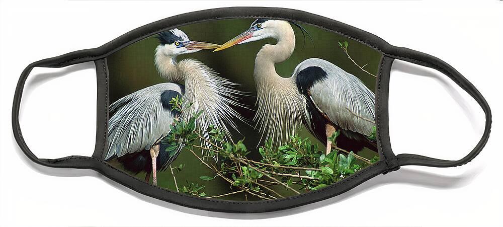 00220655 Face Mask featuring the photograph Courting Great Blue Herons by Tom Vezo