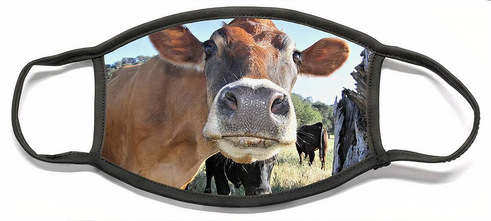 Cow Face Mask featuring the photograph Cow by Vivian Krug Cotton