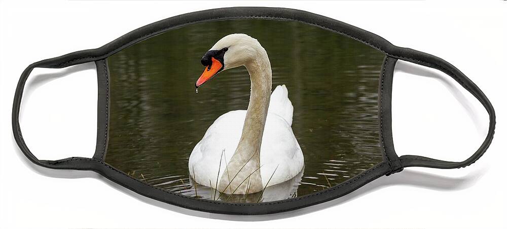 Action Face Mask featuring the photograph Coy Mute Swan by Liza Eckardt