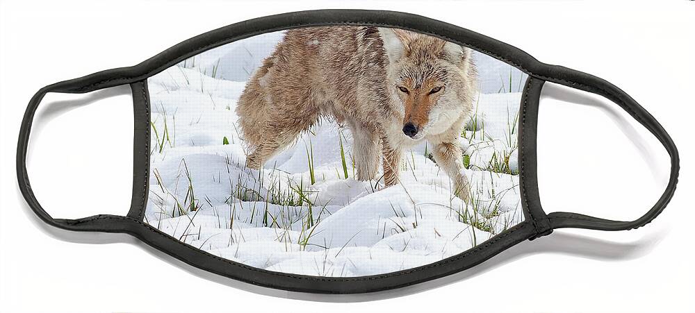 Spring Snow Face Mask featuring the photograph Coyote in Yellowstone by Natural Focal Point Photography