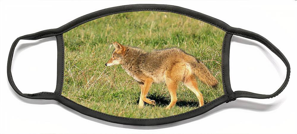Coyote Face Mask featuring the photograph Coyote on the move by Jeff Swan