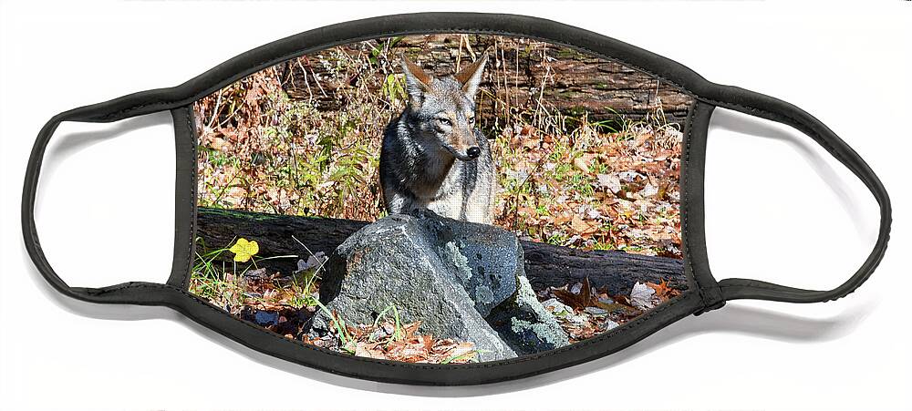 Coyote Face Mask featuring the photograph Coyote by Phil Perkins