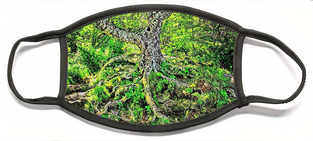 Tree Face Mask featuring the photograph Craggy Pinnacle Trail Tree by Allen Nice-Webb