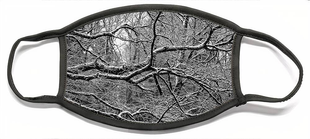 Branch Face Mask featuring the photograph Crisp Branches by Daniel M Walsh