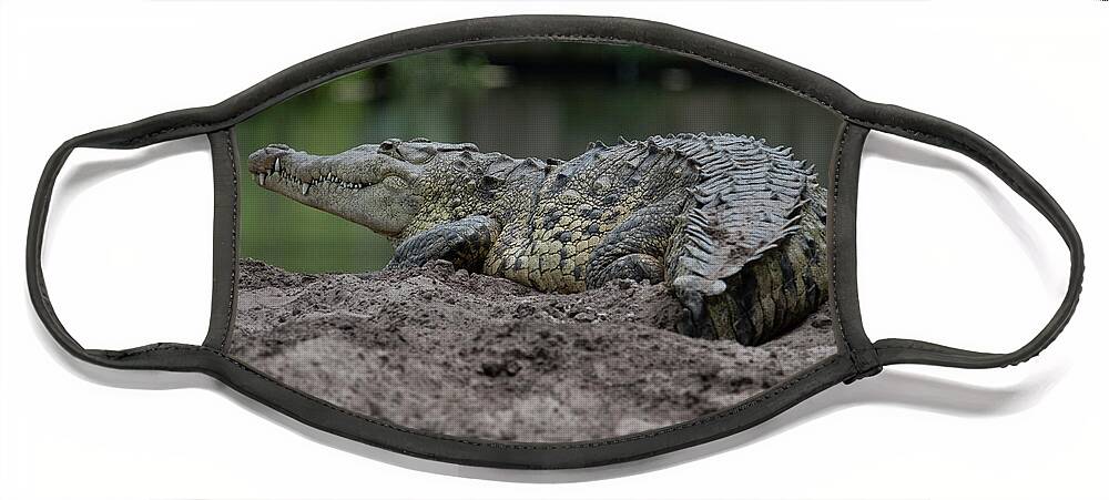 Crocodile Face Mask featuring the photograph Crocodile by Carolyn Hutchins