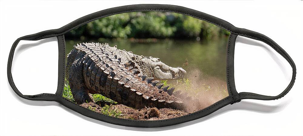 Crocodile Face Mask featuring the photograph Crocodile Kicking Up Dust by Carolyn Hutchins