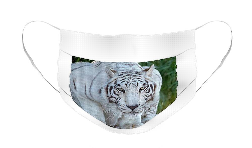 Face Mask Face Mask featuring the photograph Crouching White Tiger - Face Mask by Lucinda Walter