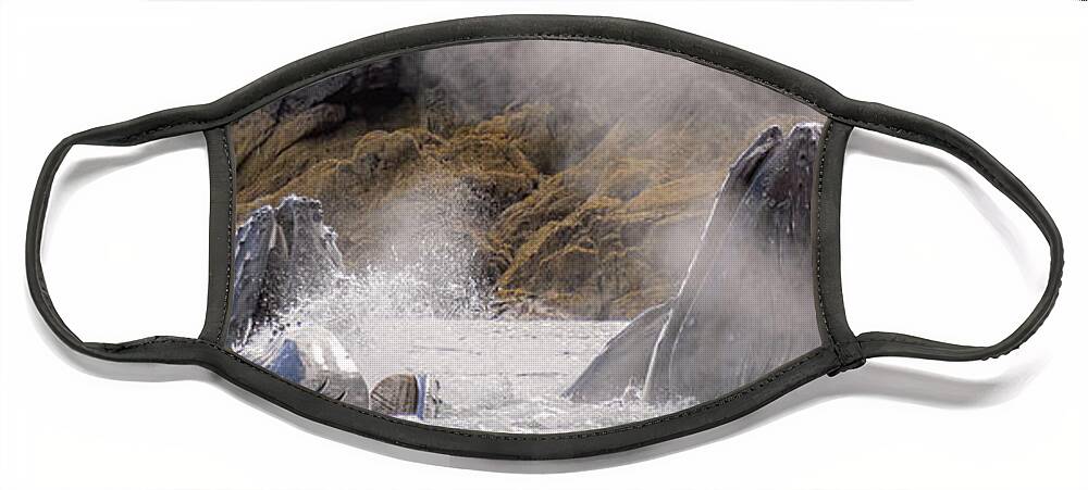 Whales Face Mask featuring the photograph Cruising the Shoreline by Michael Rauwolf