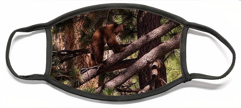 Wildlife Face Mask featuring the photograph cub in El Dorado National Forest, California, U.S.A.-4 by PROMedias US