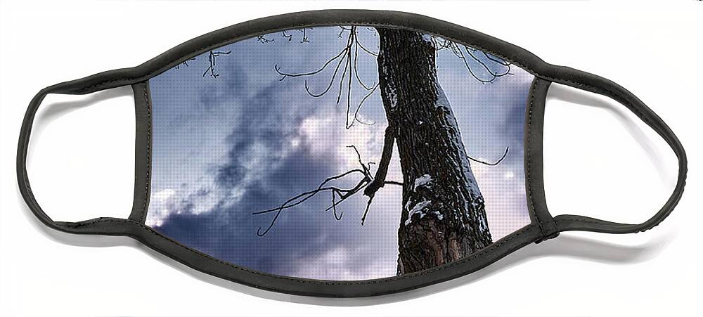 Tree Face Mask featuring the photograph The Solo Curb Tree On The River by Carl Marceau