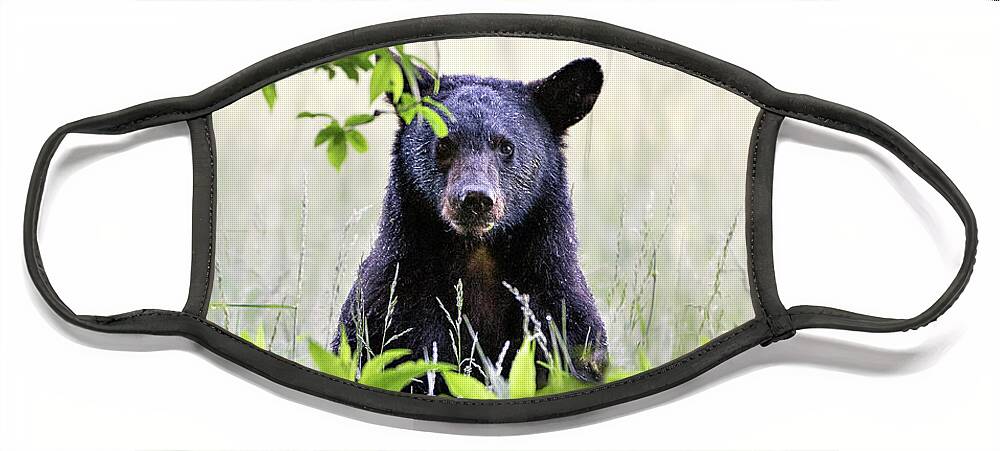 Bear Face Mask featuring the photograph Curious Bear Cub - Animal Portraits by Rehna George