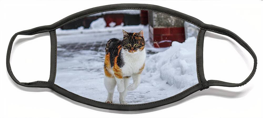 Liza Face Mask featuring the photograph Cat's jump in winter by Vaclav Sonnek