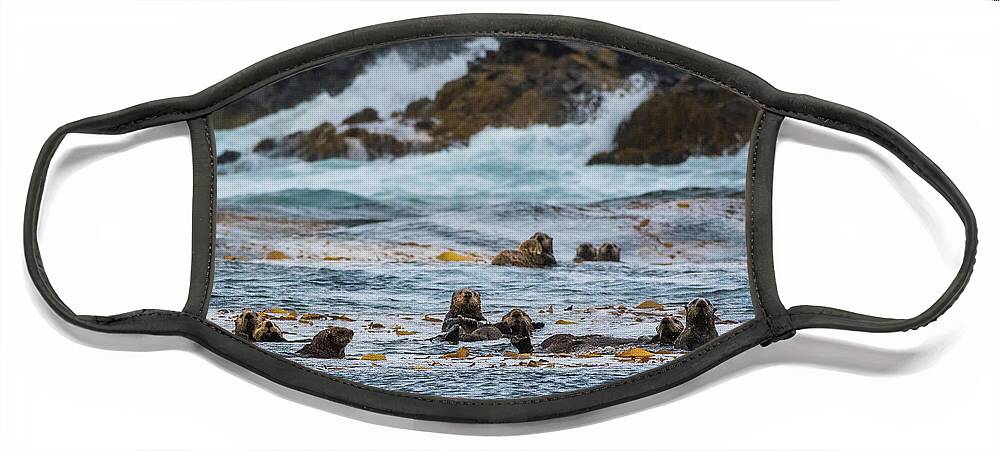 Alaska Face Mask featuring the photograph Curious Sea Otters in a Raft of Kelp by Nancy Gleason