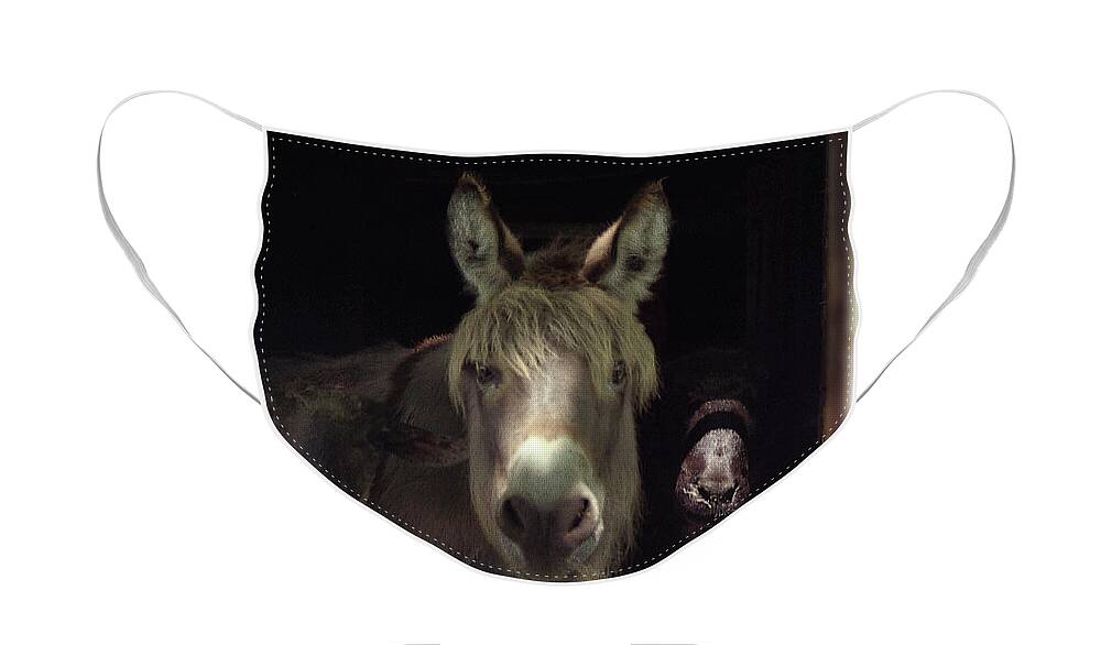 Molly Face Mask featuring the photograph Curious Trio by Wayne King