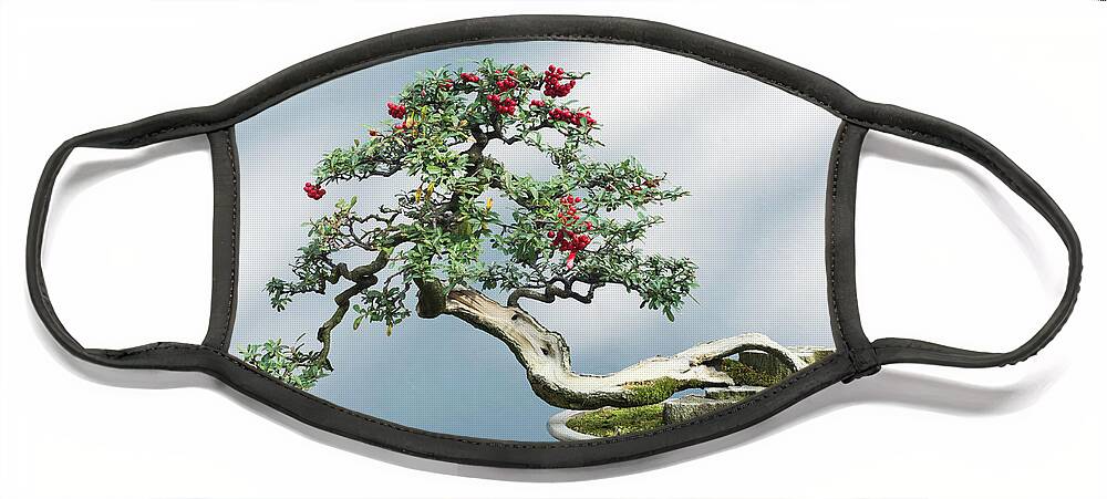 Bonsai Face Mask featuring the photograph Curved bonsai tree with red fruits on a table against a white wall by Philippe Lejeanvre
