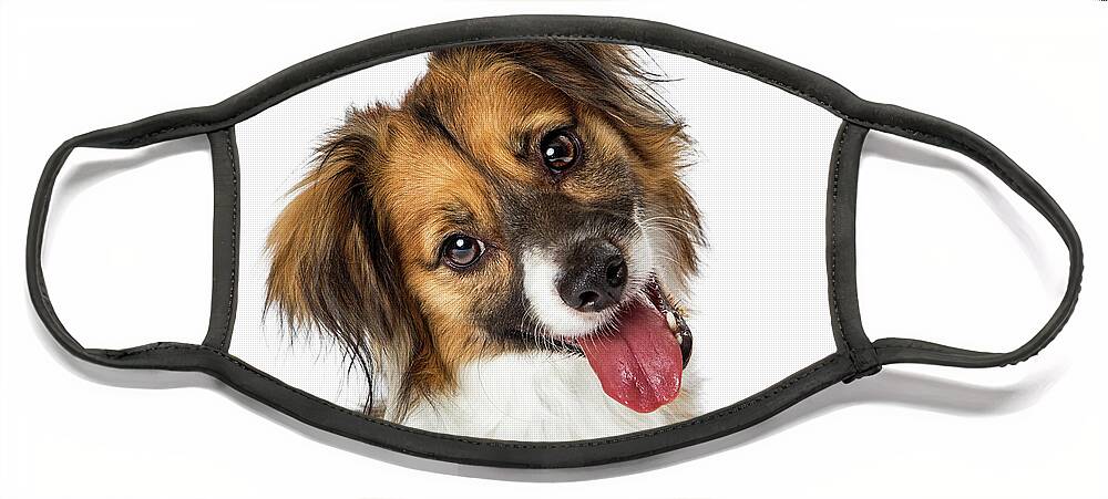 Animal Face Mask featuring the photograph Cute Small Happy Dog Tilting Head Looking Forward by Good Focused