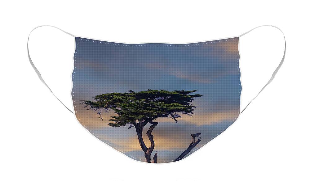  Face Mask featuring the photograph Cypress Tree in Afternoon LIght by Darryl Brooks