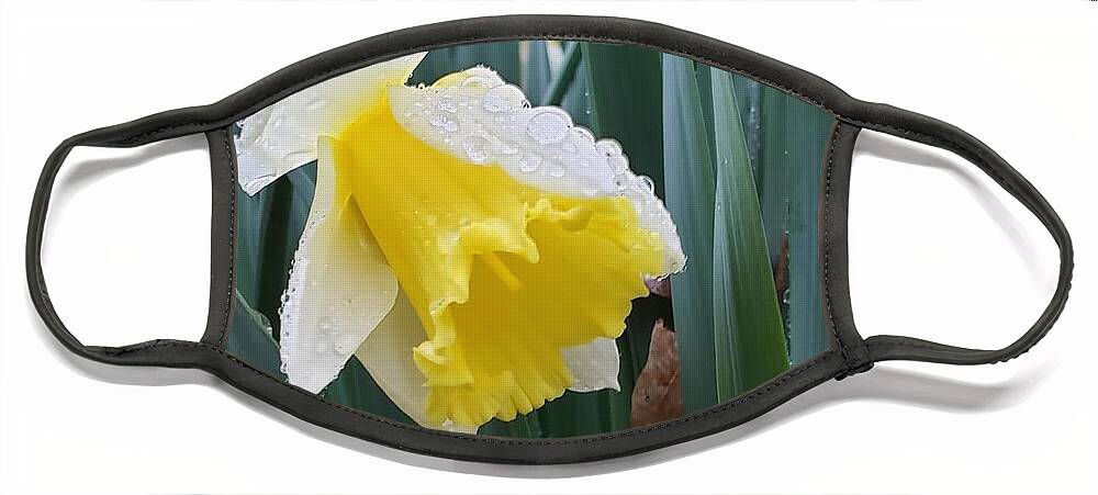 Spring Face Mask featuring the photograph Daffodil after Rain by Anita Adams