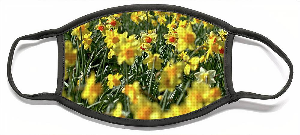 Flower Face Mask featuring the photograph Daffodil Carpet by Stephen Melia