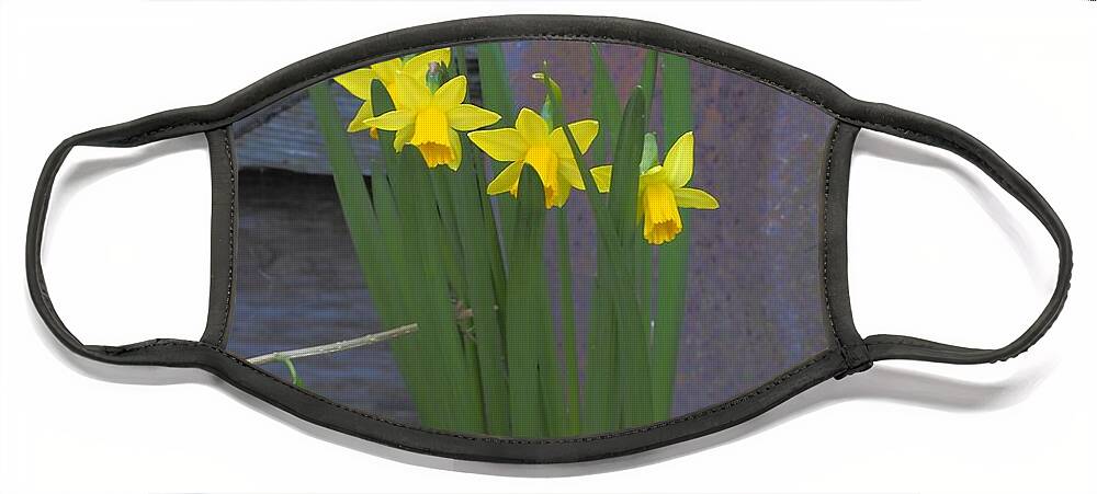 Botanical Face Mask featuring the photograph Daffodil Gold by Richard Thomas