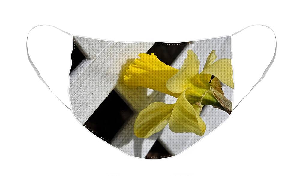 Daffodil Face Mask featuring the photograph Daffodil by Kathy Ozzard Chism