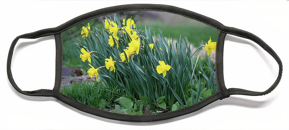 Cades Cove Face Mask featuring the photograph Daffodils by Nunweiler Photography
