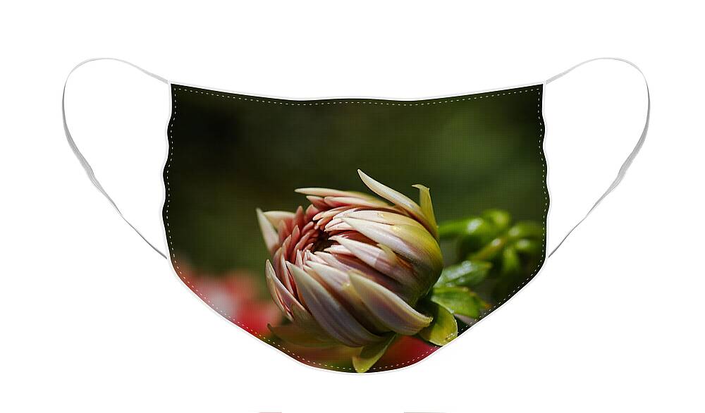 Fire And Ice Face Mask featuring the photograph Dahlia Bud Over Dahlia by Joy Watson