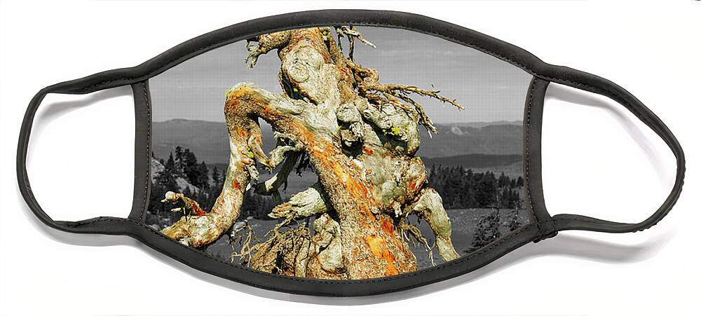 Twisted Tree Face Mask featuring the photograph Dancing Tree by Randy Bradley