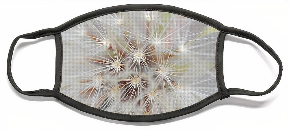 Nature Face Mask featuring the photograph Dandelion 1 by Amy Fose