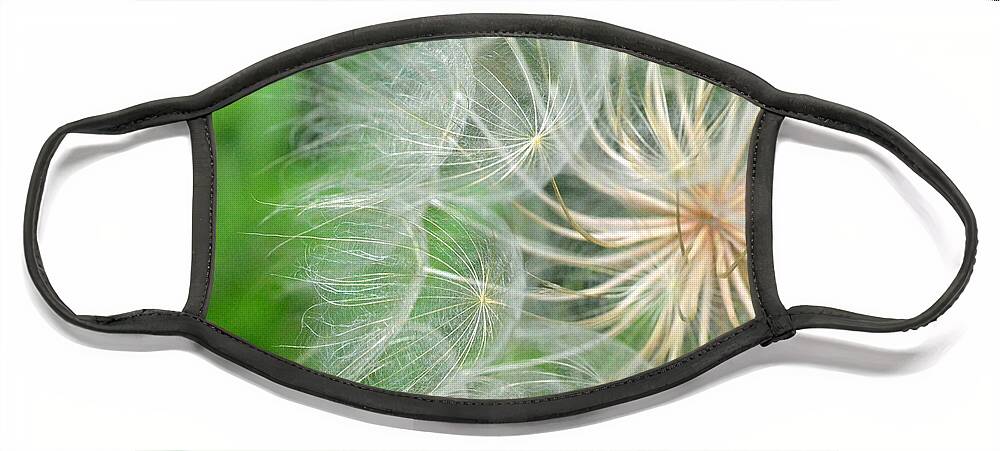 Nature Face Mask featuring the photograph Dandelion 5 by Amy Fose