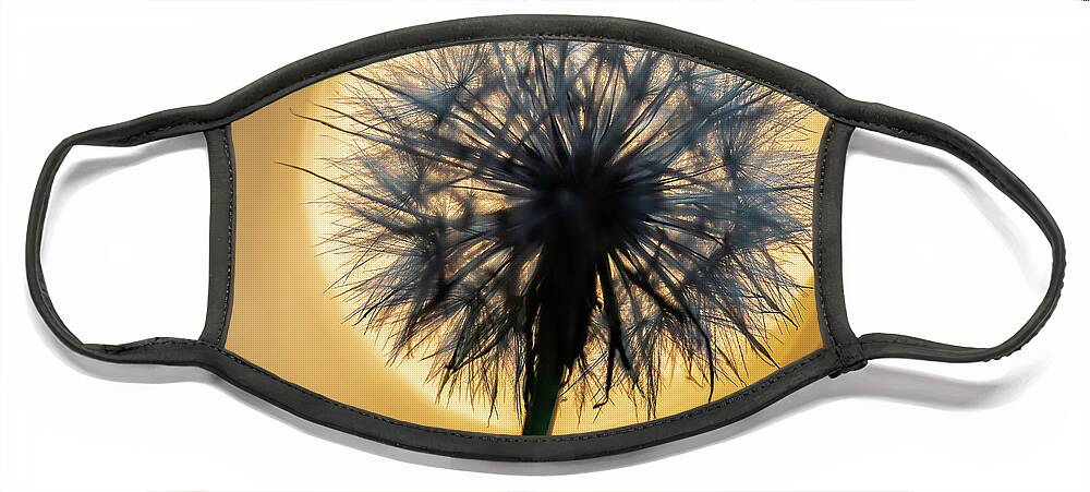 2020 Face Mask featuring the photograph Dandelion and Sonne-3 by Charles Hite