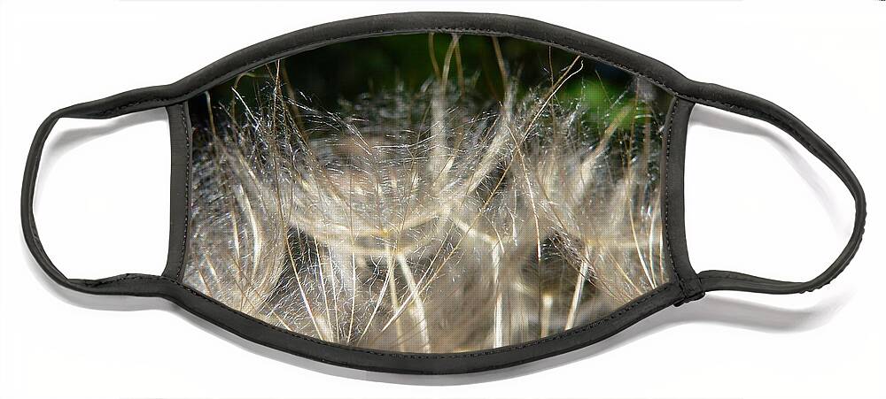 Photograph Weed Dandelion Face Mask featuring the photograph Dandelion by Beverly Read