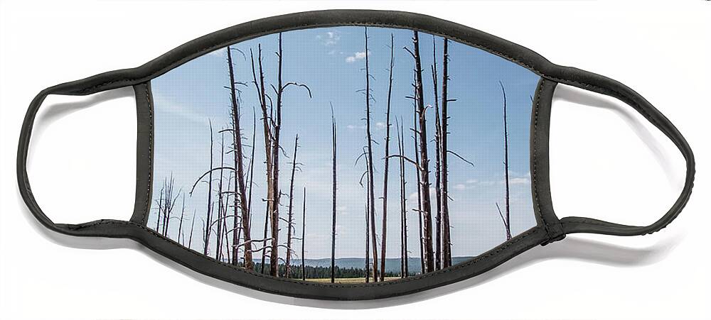 Yellowstone Face Mask featuring the photograph Dead trees in Yellowstone by Alberto Zanoni