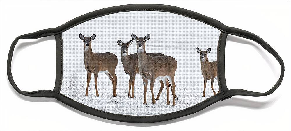 Deer Face Mask featuring the photograph Deer in Fresh Snow by Denise Kopko