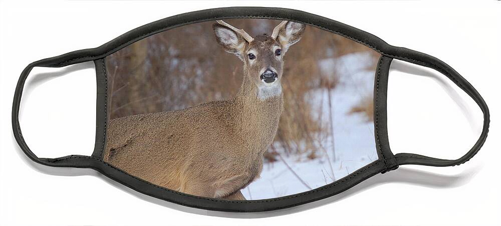 Deer Face Mask featuring the photograph Deer in Winter by Nancy Ayanna Wyatt
