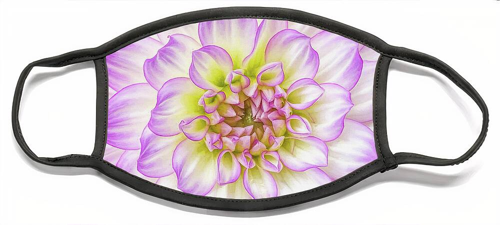 Dahlia Face Mask featuring the photograph Delicate Dahlia Petals by Kevin Lane