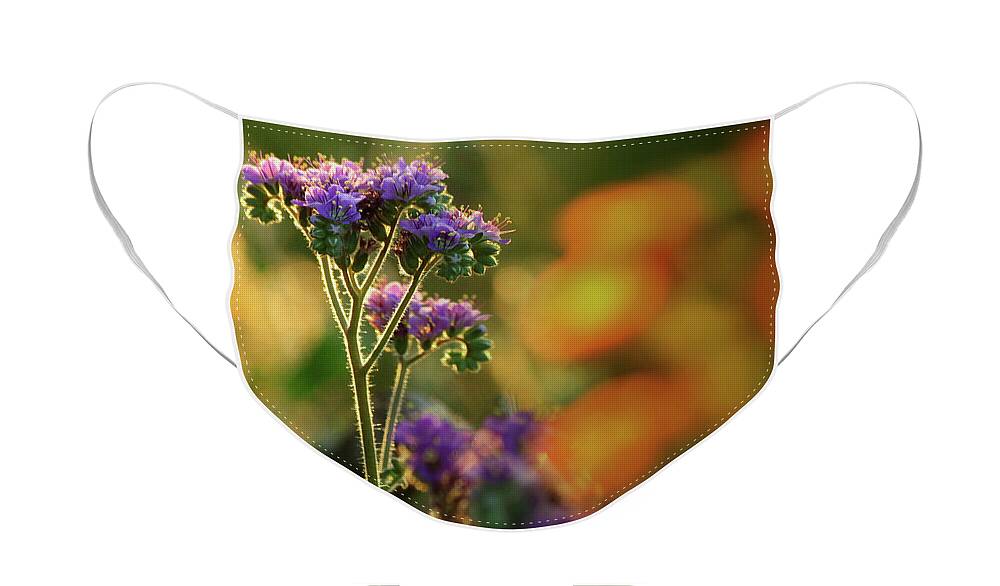 Arizona Wildflowers Face Mask featuring the photograph Desert Scorpion Weed by Gene Taylor