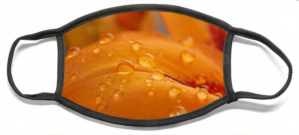 Lily Face Mask featuring the photograph Dewy Orange Lily Petal by Amy Fose