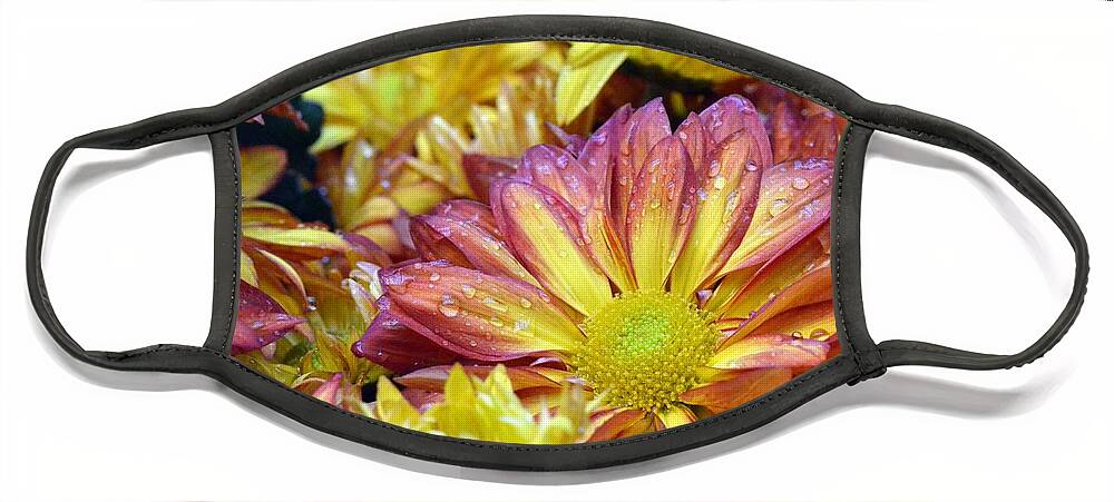 Daisy Face Mask featuring the photograph Dewy Pink and Yellow Daisies 1 by Amy Fose