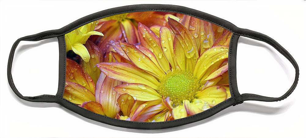 Daisy Face Mask featuring the photograph Dewy Pink and Yellow Daisies 2 by Amy Fose
