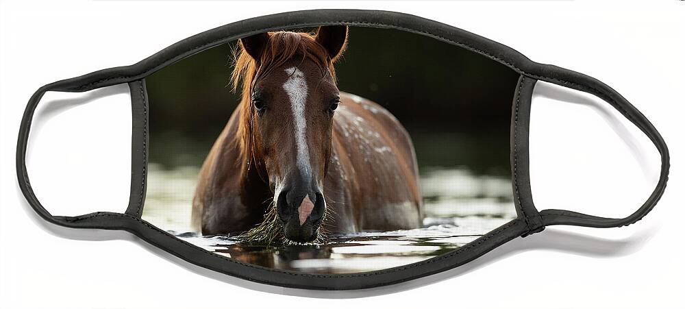 Salt River Wild Horses Face Mask featuring the photograph Dinner Time by Shannon Hastings