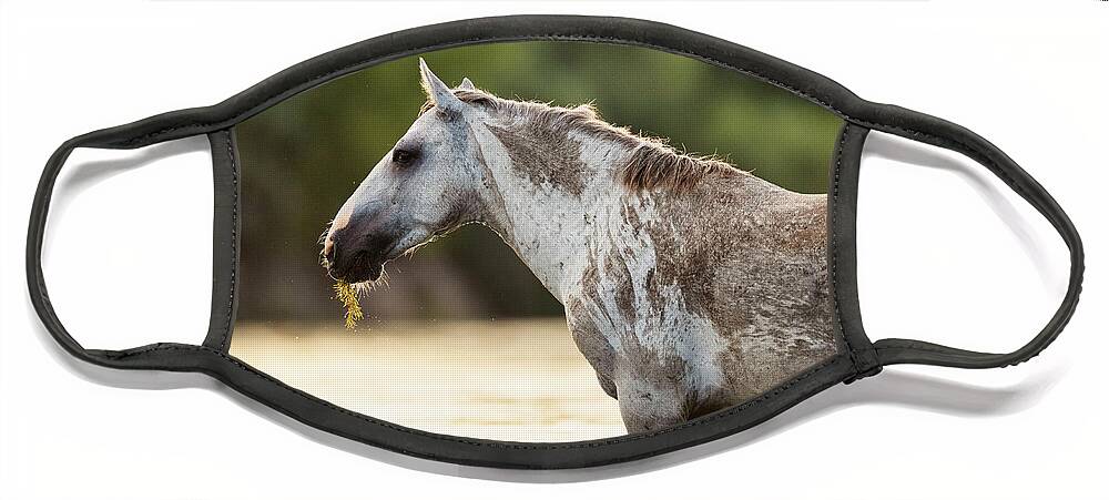 Salt River Wild Horse Face Mask featuring the photograph Dirty Horse by Shannon Hastings