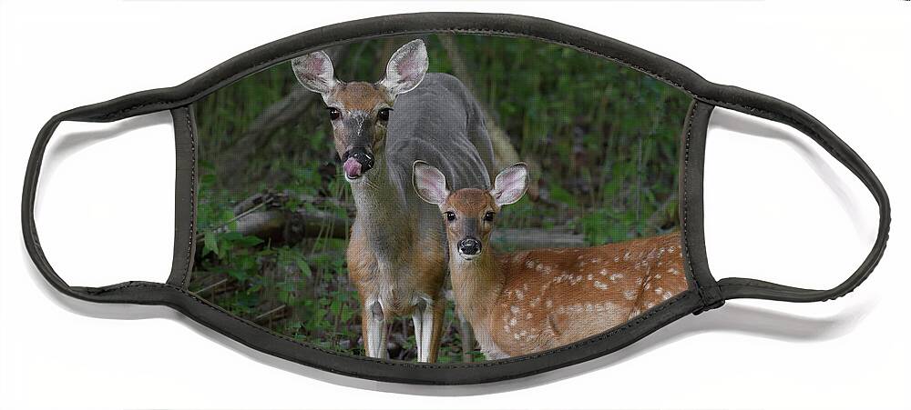 Deer Face Mask featuring the photograph Doe and Fawn by Michael Hubley