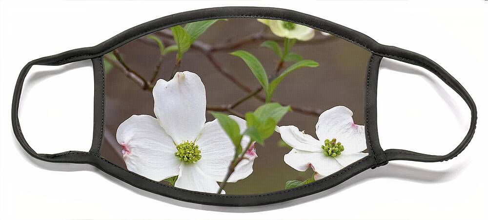 Dogwood Face Mask featuring the photograph Dogwood In Spring #3 by Mindy Musick King
