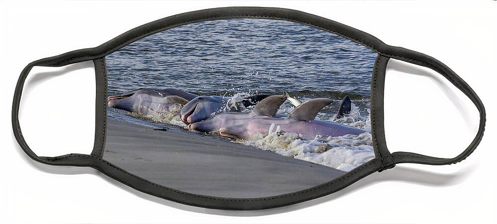 Dolphin Strand Feeding Face Mask featuring the photograph Dolphin Feed at Dusk by Patricia Schaefer