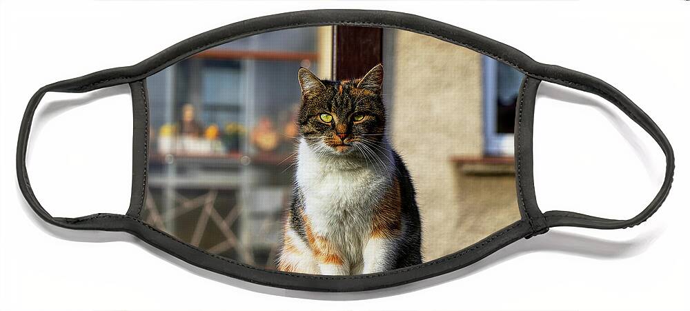 Liza Face Mask featuring the photograph Domestic stylish kitten sitting in the corner. Plump cat watchs some move in garden. Intelligent cute cat. Interesting cat face. Serious Felis catus by Vaclav Sonnek